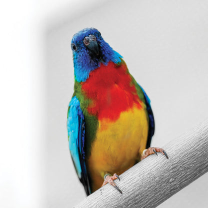 PCA 3795 Touch of Color - Desk Calendars