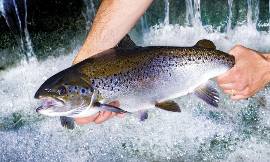 PCA 4300 Hunting & Fishing - Appointment Calendars