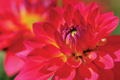 PCA 4350 Flowers - Appointment Calendars