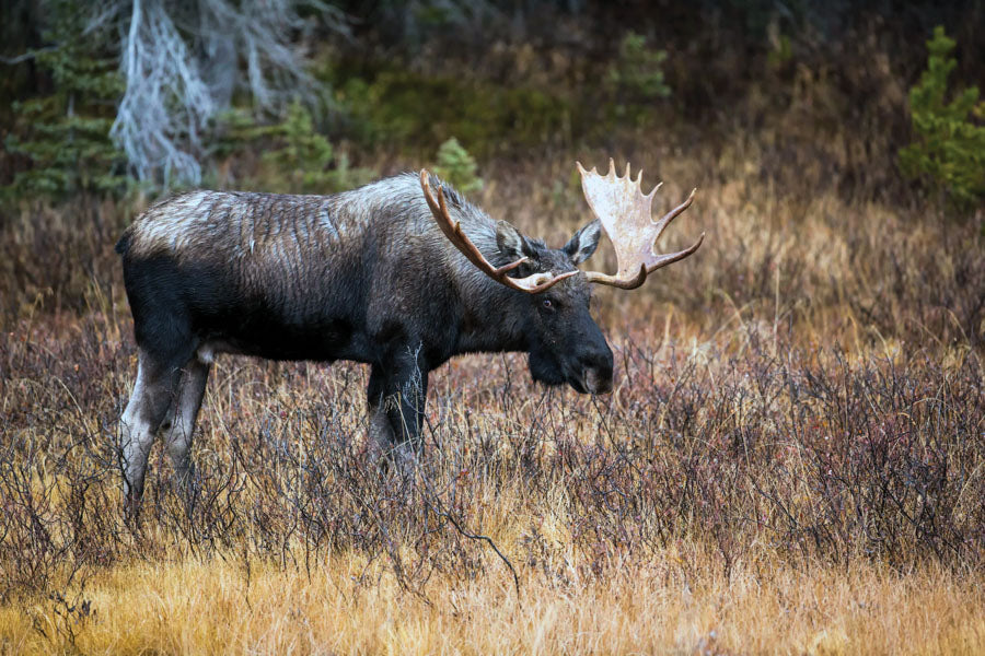 PCA 4300 Hunting & Fishing - Appointment Calendars