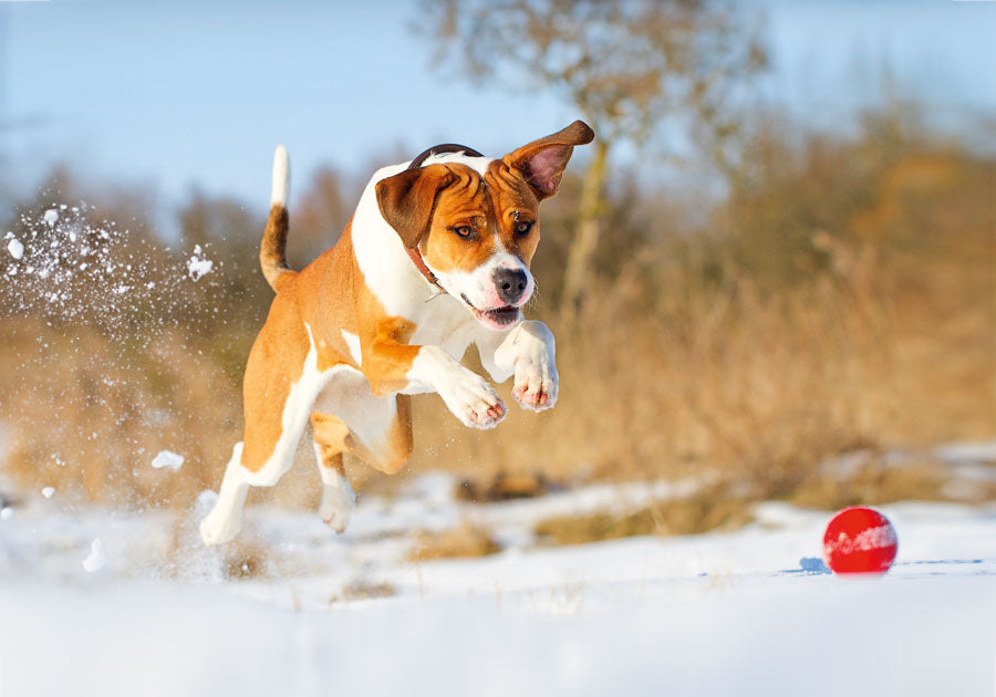 PCA 4100 Pets - Appointment Calendars