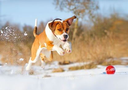 PCA 4100 Pets - Appointment Calendars