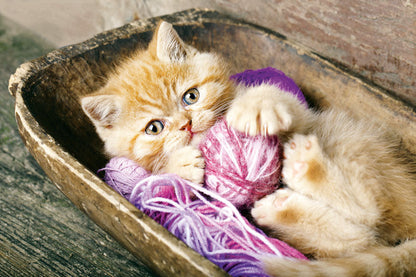 PCA 4100 Pets - Appointment Calendars