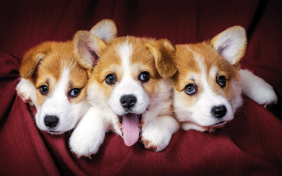 PCA 4100 Pets - Appointment Calendars