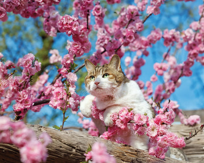 PCA 4100 Pets - Appointment Calendars