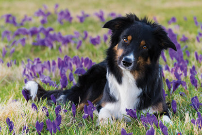 PCA 4100 Pets - Appointment Calendars