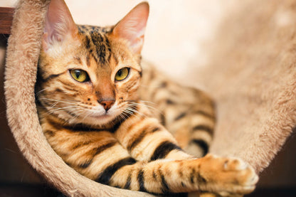 PCA 4100 Pets - Appointment Calendars