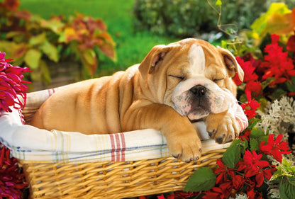 PCA 4100 Pets - Appointment Calendars