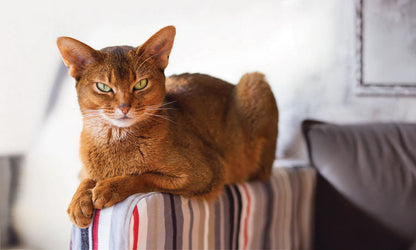 PCA 4100 Pets - Appointment Calendars