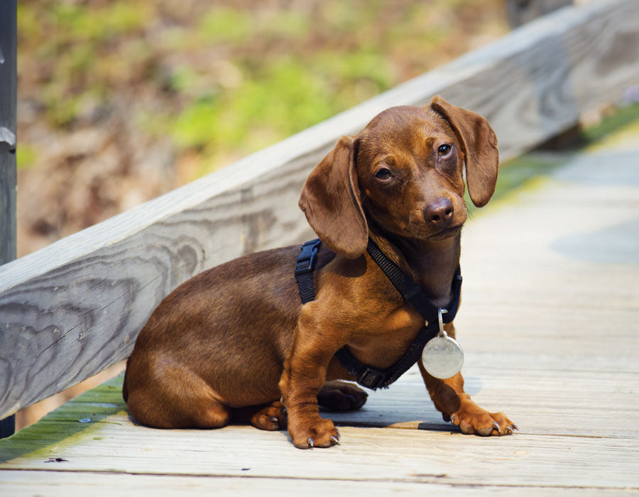 PCA 4100 Pets - Appointment Calendars