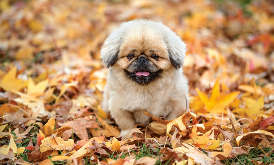 PCA 4100 Pets - Appointment Calendars